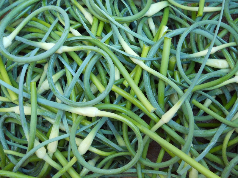 Garlic Scapes