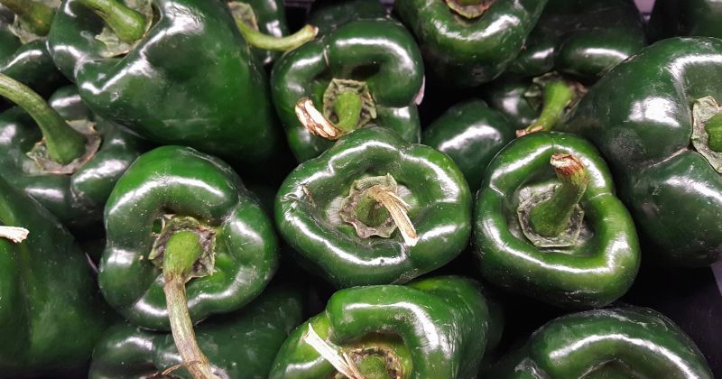 Poblano Peppers