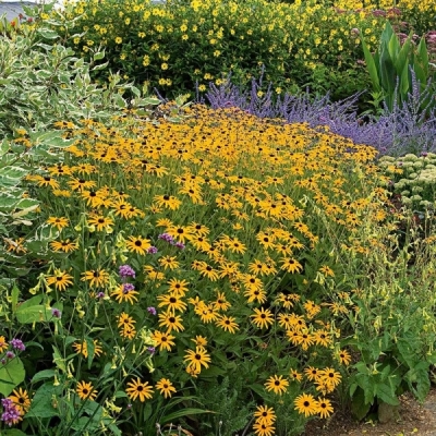 Rudbeckia fulgida