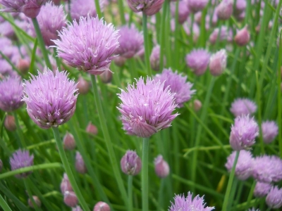 Allium schoenoprasum