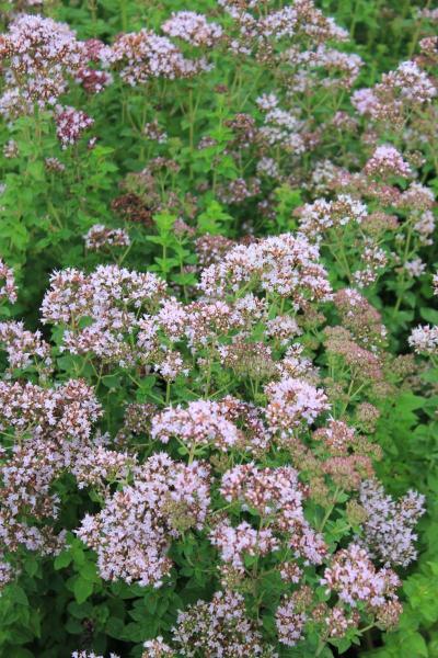 Origanum vulgare hirtum