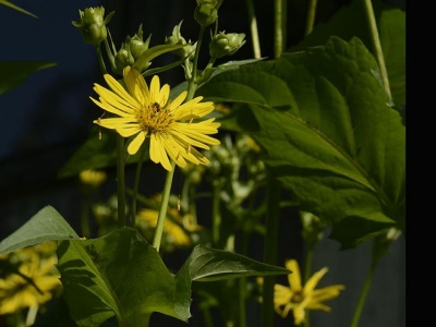 Silphium perfoliatum