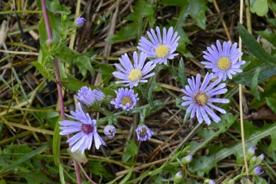 Symphyotrichum laeve