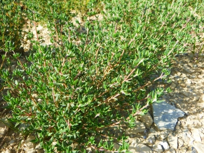 Thymus vulgaris