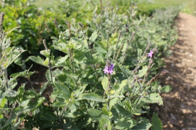 Verbena stricta