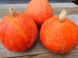 Eastern Rise Kabocha Squash